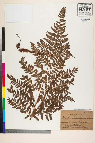 中文種名:Dryopteris pseudoerythrosora Kodama