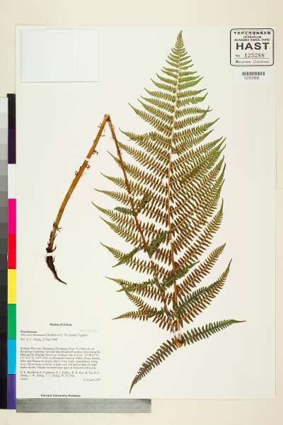 中文種名:Athyrium attenuatum (Wall. ex C. B. Clarke) Tagawa