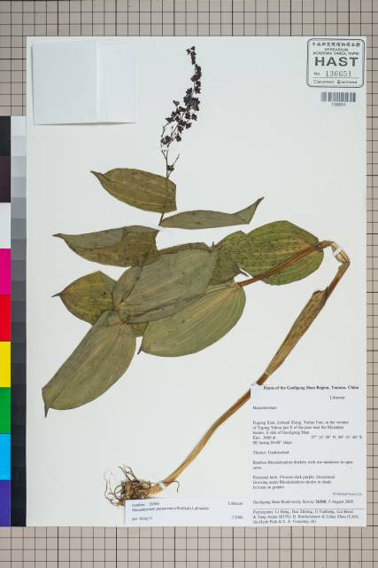 中文種名:Maianthemum purpureum (Wall.) La Frankie