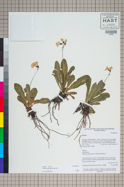 中文種名:Primula serratifolia Franch.