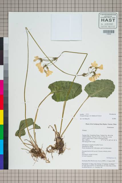 中文種名:Primula firmipes Balf. f. & Forrest