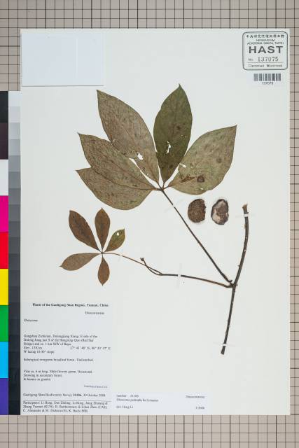 中文種名:Dioscorea pentaphylla L.