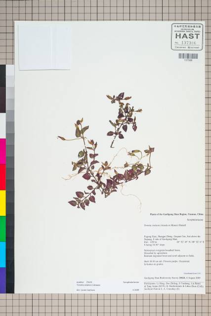 中文種名:Torenia asiatica L.