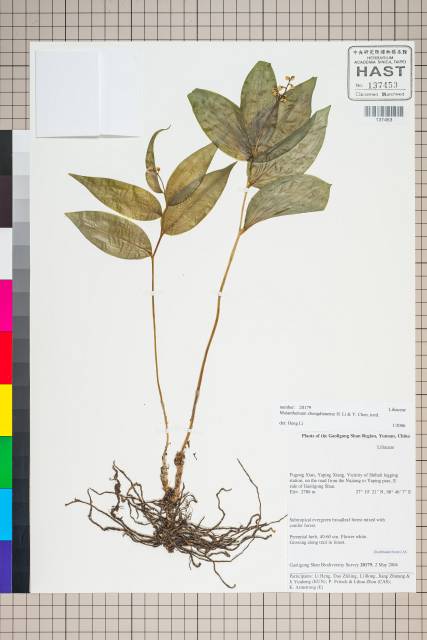 中文種名:Maianthemum bifolium (L.) F.W. Schmidt