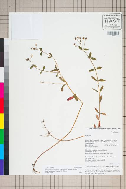 中文種名:Hypericum petiolulatum Hook. f. & Thomson ex Dyer