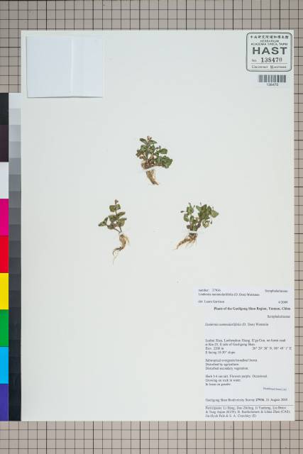 中文種名:Lindernia nummulariifolia (D. Don) Wettst.