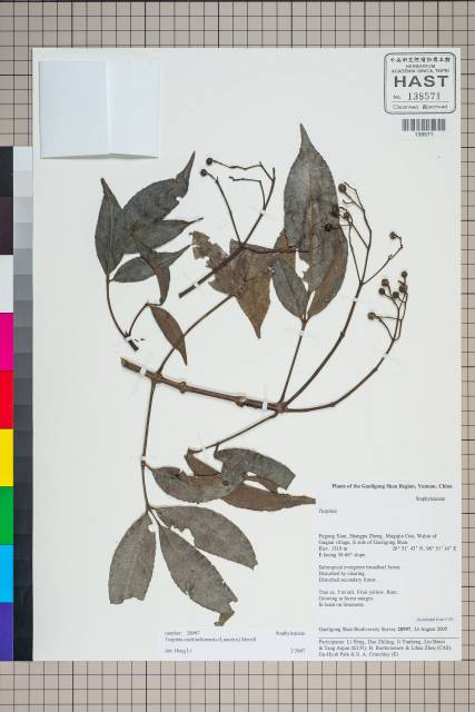 中文種名:Turpinia cochinchinensis (Lour.) Merr.
