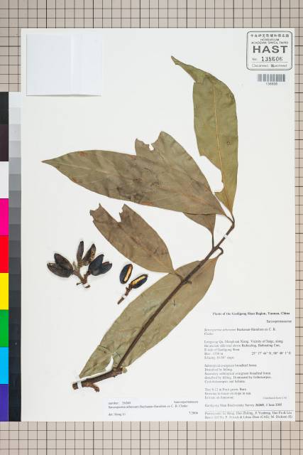 中文種名:Sarcosperma arboreum Buchanan-Hamilton ex C. B. Clarke in J.學名:Sarcosperma arboreum Buchanan-Hamilton ex C. B. Clarke in J. D. Hooker