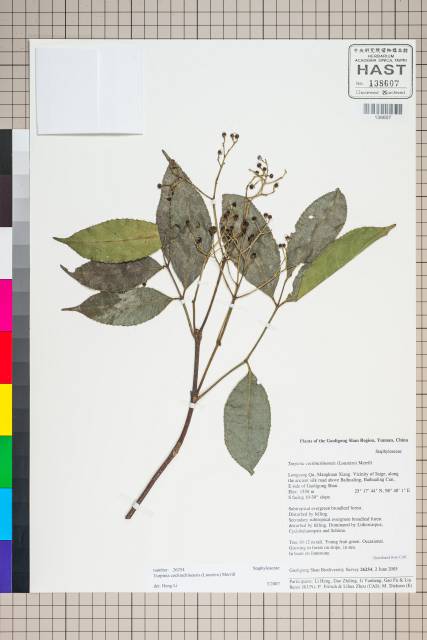 中文種名:Turpinia cochinchinensis (Lour.) Merr.