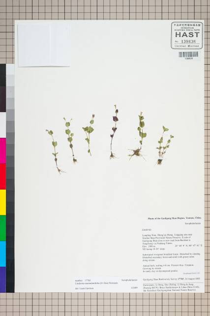 中文種名:Lindernia nummulariifolia (D. Don) Wettst.