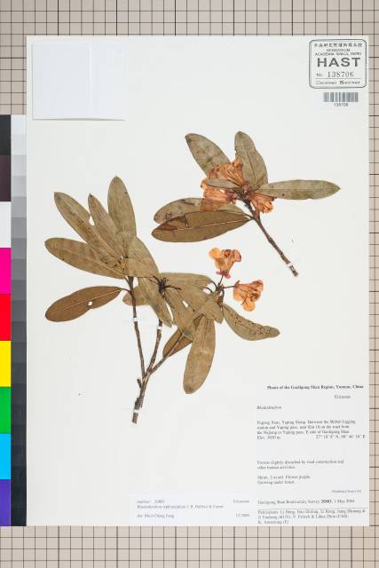 中文種名:Rhododendron tephropeplum Balf. f. & Forrest