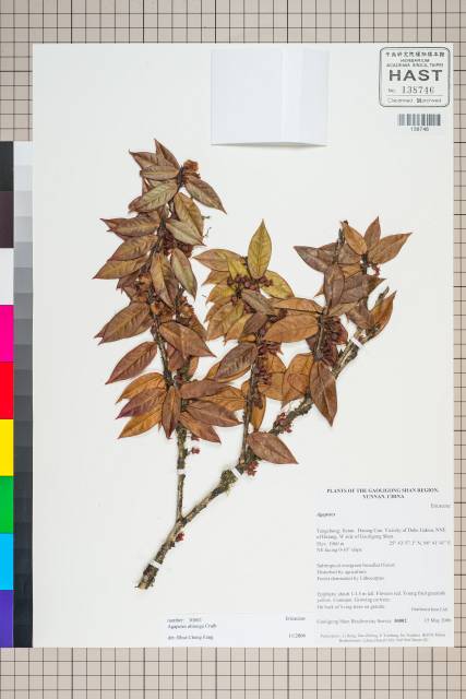 中文種名:Agapetes oblonga W. G. Craib