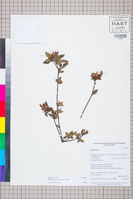 中文種名:Rhododendron microphyton Franch.