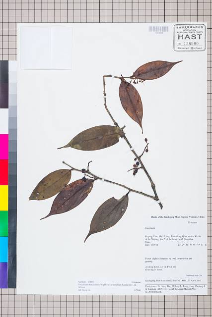 中文種名:Vaccinium dunalianum Wight var. urophyllum Rehder & E.H. Wil