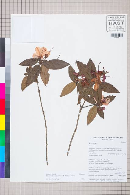 中文種名:Rhododendron leptothrium Balf. f. et Forrest