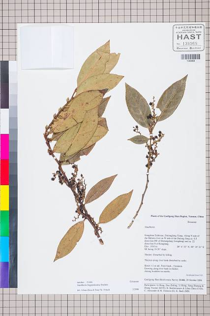 中文種名:Gaultheria fragrantissima Wall.