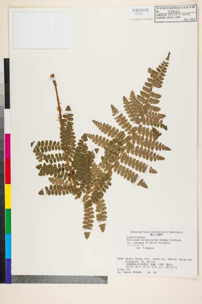 中文種名:Polystichum ovatopaleaceum (Kodama) Sa. Kurata var. coraiens
