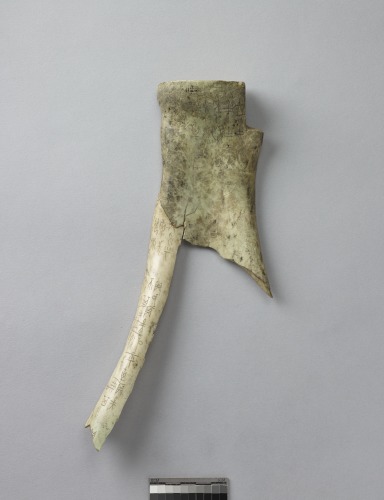 遺物:獸骨卜辭殘片