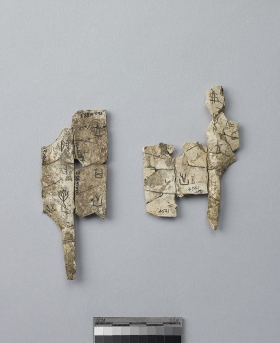 遺物:龜甲卜辭殘片