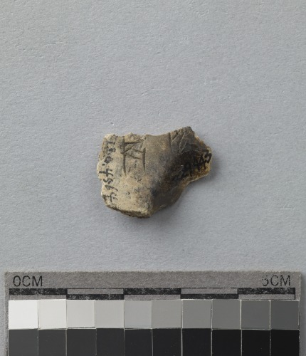 遺物:龜甲卜辭殘片