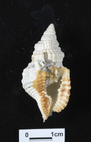 中文名:金口扭法螺學名:Distorsio decipiens