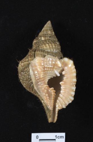 中文名:毛扭法螺學名:Distorsio reticularis