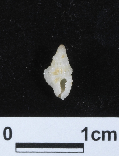 中文名:小扭法螺學名:Distorsomina pusilla