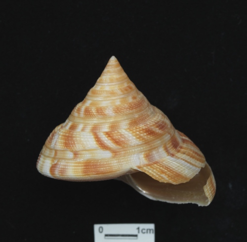 中文名:紅翁戎螺學名:Mikadotrochus hirasei