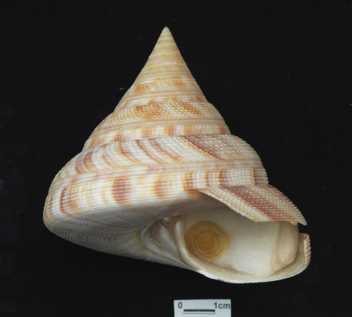 中文名:紅翁戎螺學名:Mikadotrochus hirasei