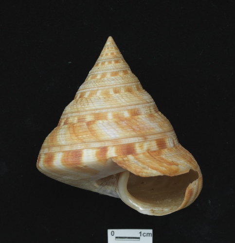 中文名:高腰翁戎螺學名:Mikadotrochus salmianus