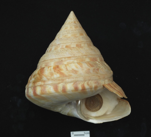 中文名:高腰翁戎螺學名:Mikadotrochus salmianus