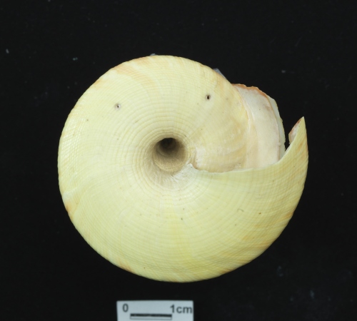 中文名:龍宮翁戎螺學名:Entemnotrochus rumphii