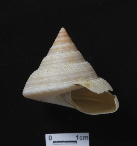 中文名:紅翁戎螺學名:Mikadotrochus hirasei