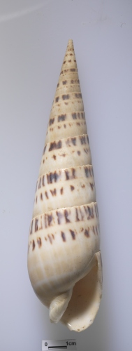 中文名:大筍螺學名:Terebra maculata