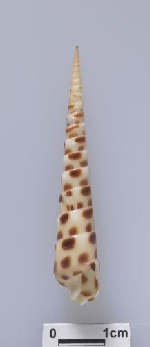 中文名:黑斑筍螺學名:Terebra subulata