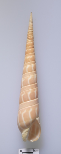 中文名:紅筍螺學名:Terebra dimidiata