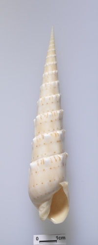 中文名:花芽筍螺學名:Terebra crenulata