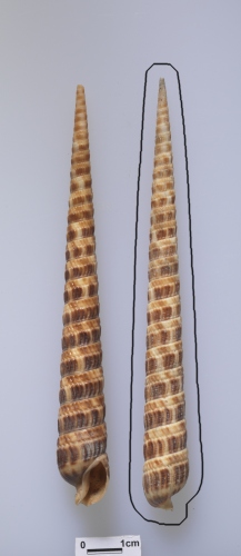 中文名:旗桿筍螺學名:Terebra fujitai