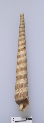 學名:Terebra pretiosa