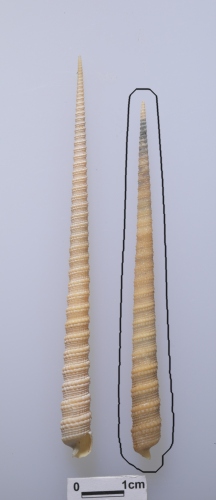 中文名:鑽筍螺學名:Terebra triseriata