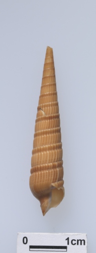 中文名:筍螺科學名:Terebridae