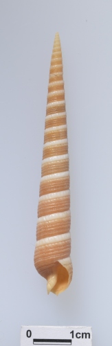 中文名:玉帶筍螺學名:Terebra amanda