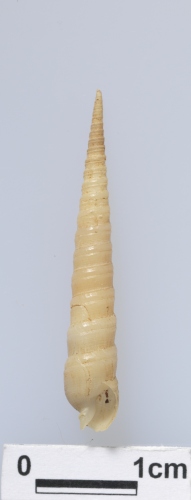 中文名:細溝筍螺學名:Terebra cingulifera