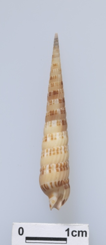 中文名:艷麗筍螺學名:Terebra pseudopertusa