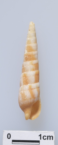 中文名:紅雲筍螺學名:Myurella nebulosa