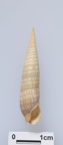 中文名:蟹守筍螺學名:Terebra cerithina