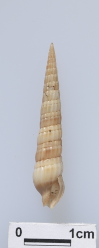 中文名:暗塔筍螺學名:Terebra caliginosa