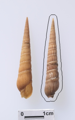 中文名:燈籠筍螺學名:Terebra succincta