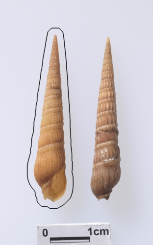 中文名:燈籠筍螺學名:Terebra succincta
