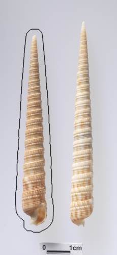 中文名:包氏筍螺學名:Terebra (Cinguloterebra) boucheti